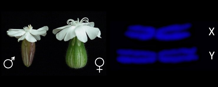 Separate sexes and sex chromosomes in plants