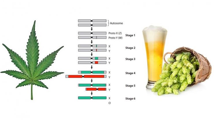 Genomic analysis of cannabis and hop sex chromosomes