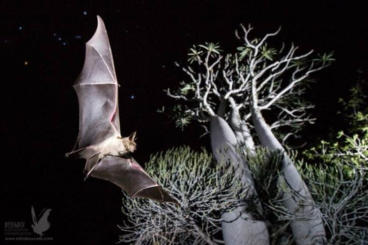 Challenges and opportunities for the conservation of bats and their ecosystem services in Madagascar’s agricultural landscapes