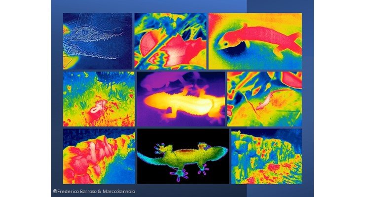 TERRESTRIAL ECTOTHERMS THERMAL ECOLOGY IN A CHANGING WORLD: THEORY AND PRACTICE Registration deadline postponed